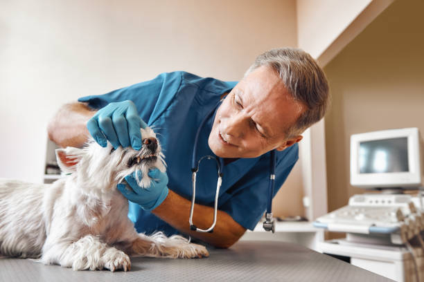Best Urgent Dental Care in Lake Waynoka, OH